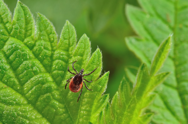 How-to-get-rid-of-ticks-naturally-with-Kinder-Spray