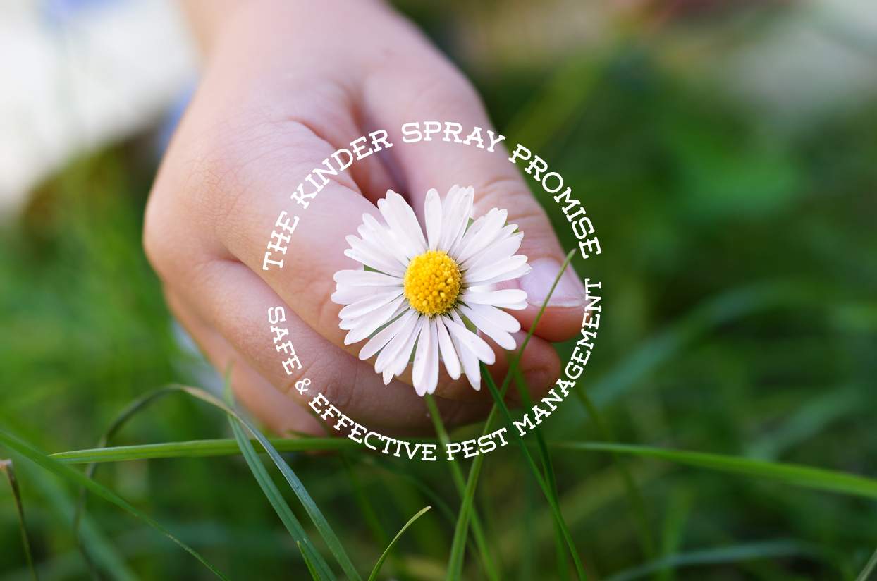 Kinder-Spray-provides-natural-pest-control-services