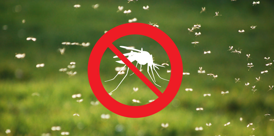 We’re Your Guide to Norfolk County Mosquito Control