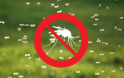 We’re Your Guide to Norfolk County Mosquito Control