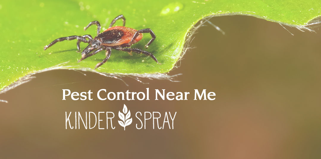 Pest Control Near Me: Kinder Spray Provides Superior, Organic Options