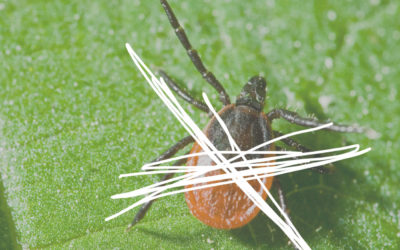 Wondering How to Stop Ticks? At Kinder Spray, We Do it Naturally.