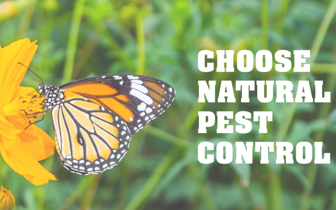 This Season, Choose Natural Pest Control Over Synthetic Pest Control