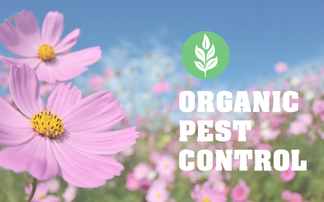 Organic Pesticides: Because You Don’t Have to Choose Between a Healthy and a Pest-Free Lifestyle