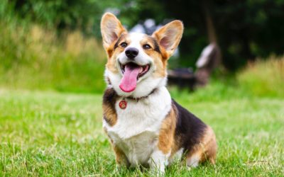 Natural Tick Spray: Enjoy Your Yard All Autumn Long