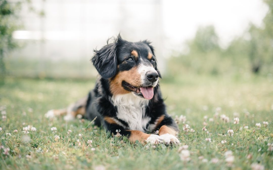 Natural Lawn Flea and Tick Control: Protecting Your Pets is Protecting You