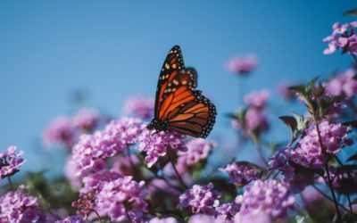 Summer Lawn Care That Protects the Pollinators