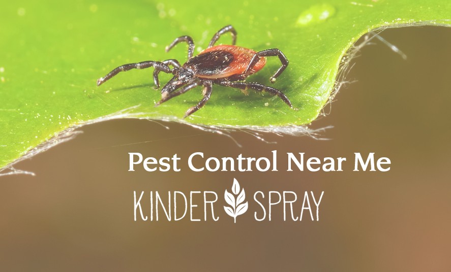 Narrow Your Search To ‘Natural Pest Control Company Near Me’