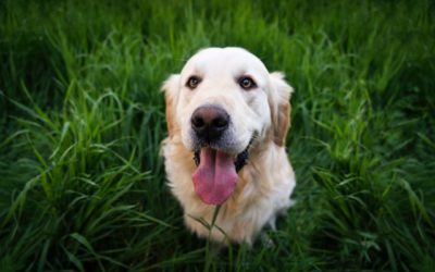 Stay Alert for These Signs of Lyme Disease in Dogs