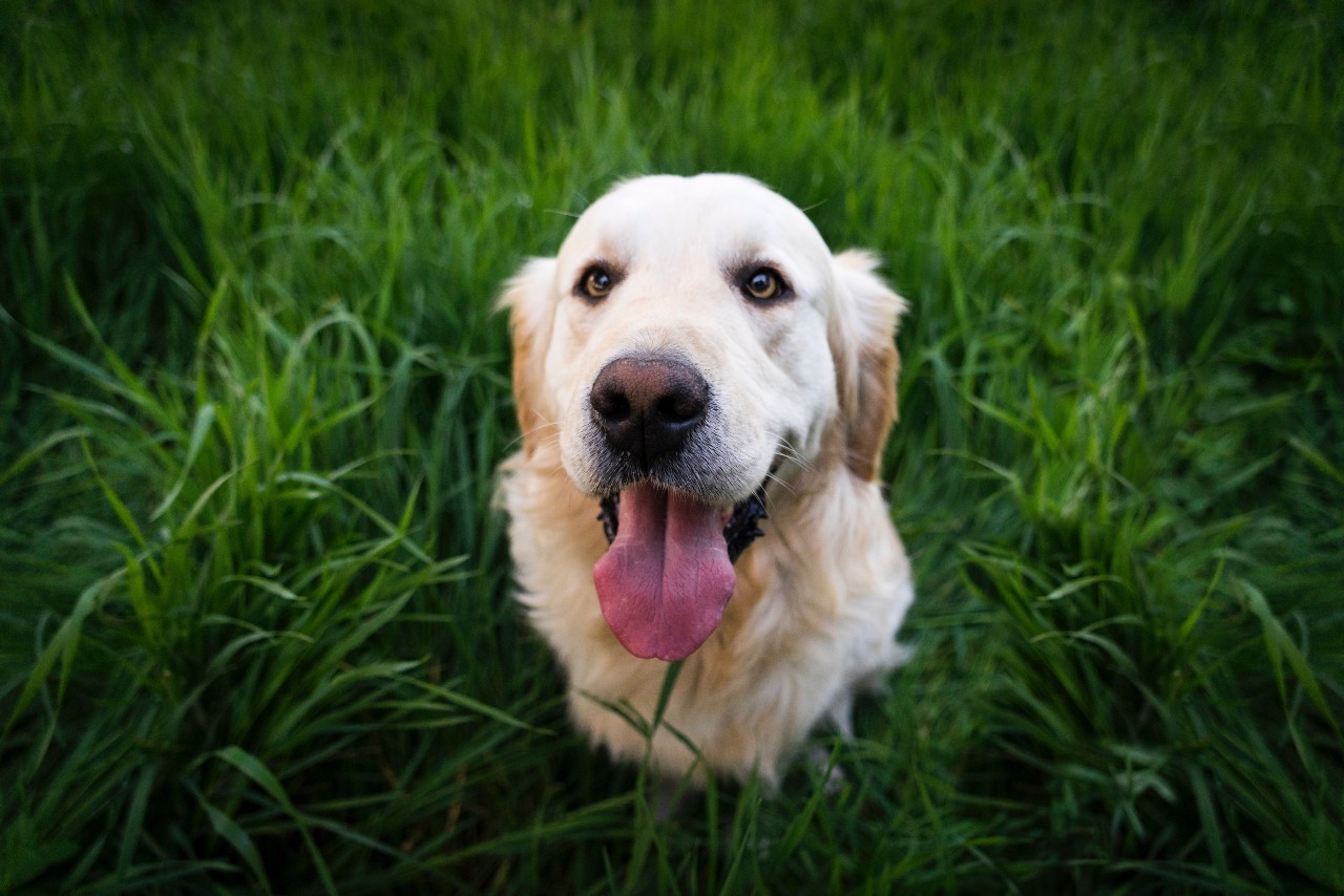 what are the symptoms of lyme disease in dogs