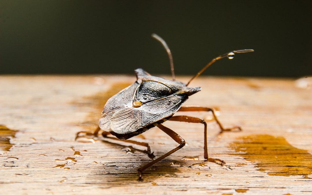 What to Do About Stink Bugs in Winter