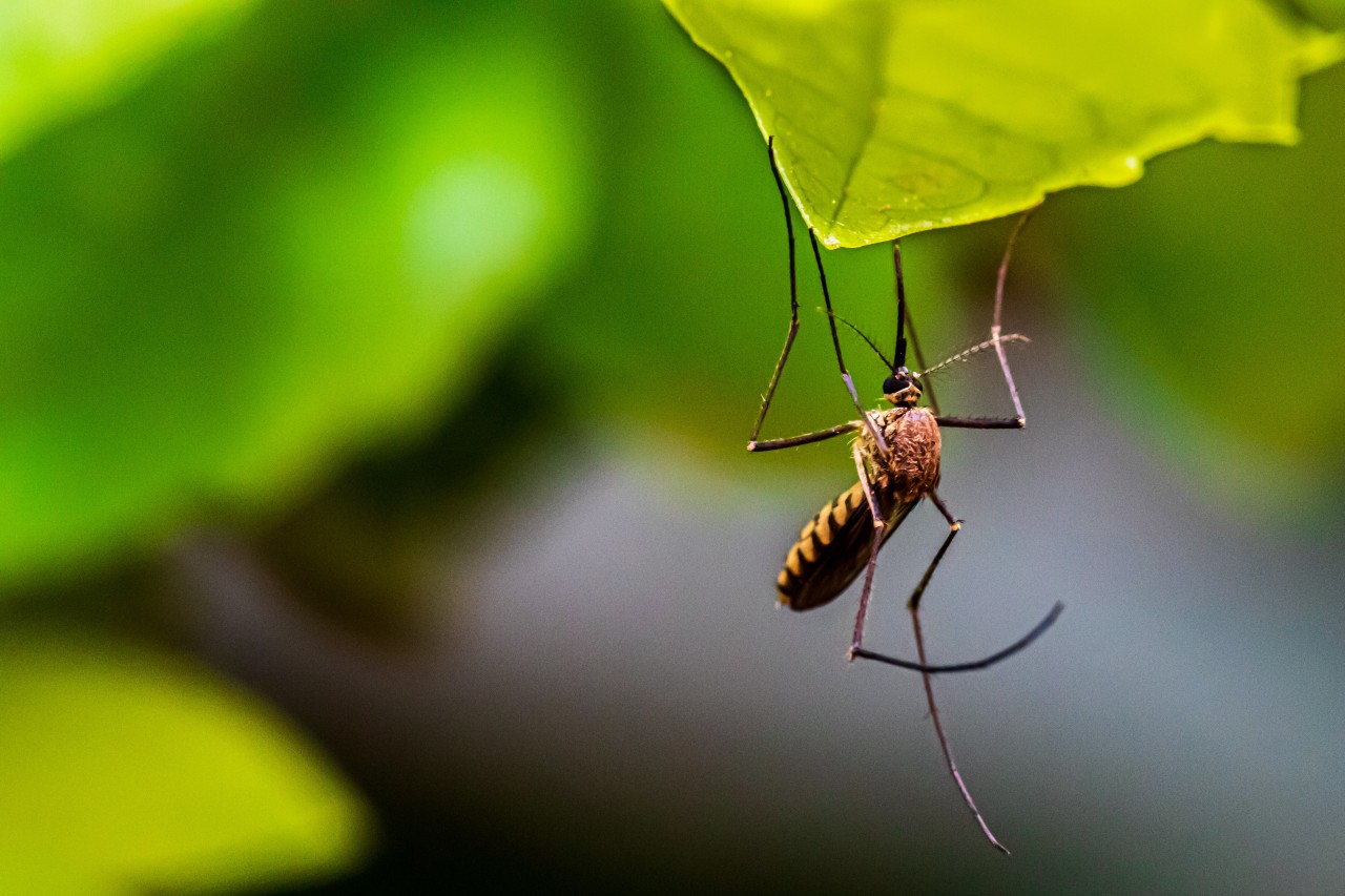 How To Get Rid Of Lawn Bugs Naturally At Home