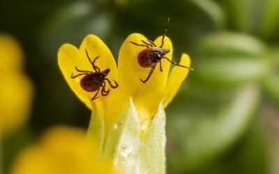 The Key to Getting Rid of Ticks in Yard Areas – The Natural Way