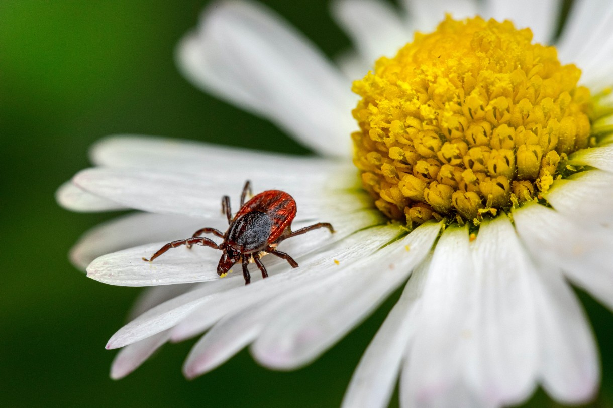 getting rid of ticks in yard