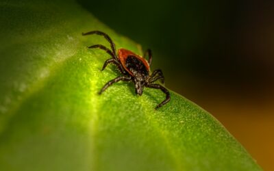 Tick Control: Your Complete Guide to Ticks