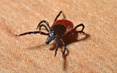 Is Your Tick Spray Company Really Protecting You?