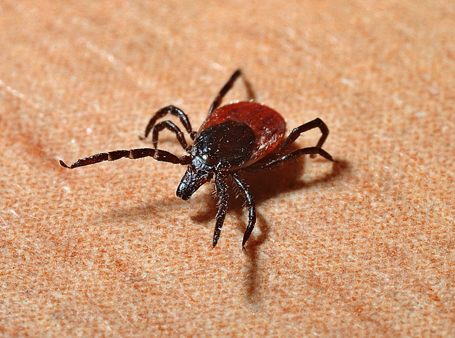 Is Your Tick Spray Company Really Protecting You?