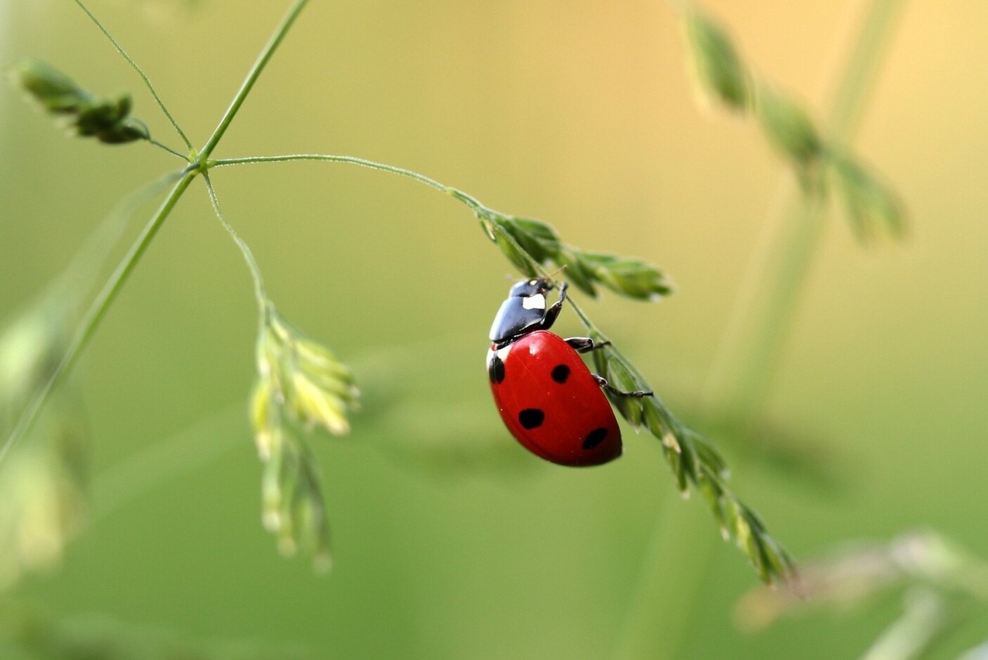 if-you-suspect-a-possible-pest-infestation-you-should-take-action