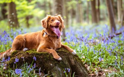 The Ultimate Guide to Pet-Safe Lawn Treatment