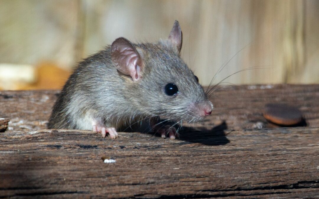 How to Get Rid of Rodents in Your House: Call in the Professionals