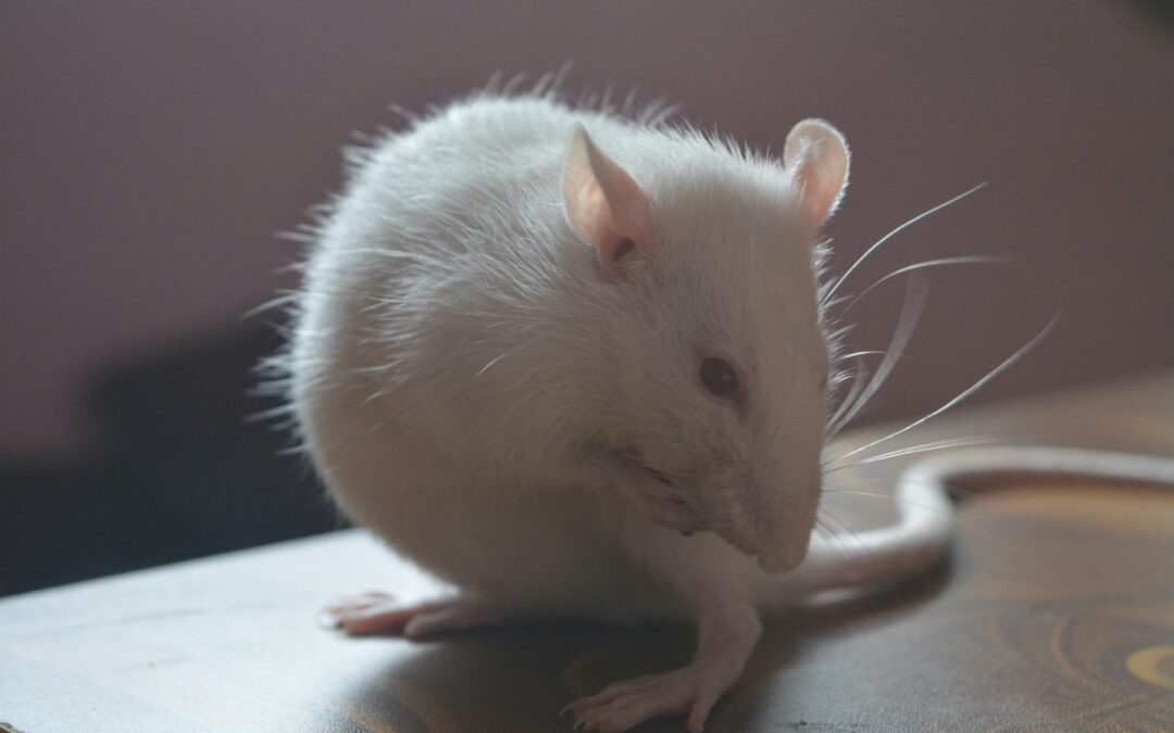 How to Get Rid of Rodents in Your House: Call in the Professionals
