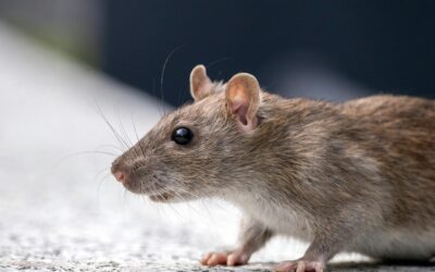 Keeping Your Business Squeaky Clean: How to Get Rid of Rodents in Walls