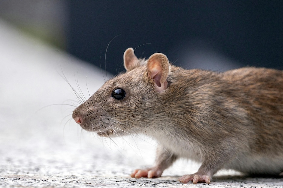 Keeping Your Business Squeaky Clean: How to Get Rid of Rodents in Walls